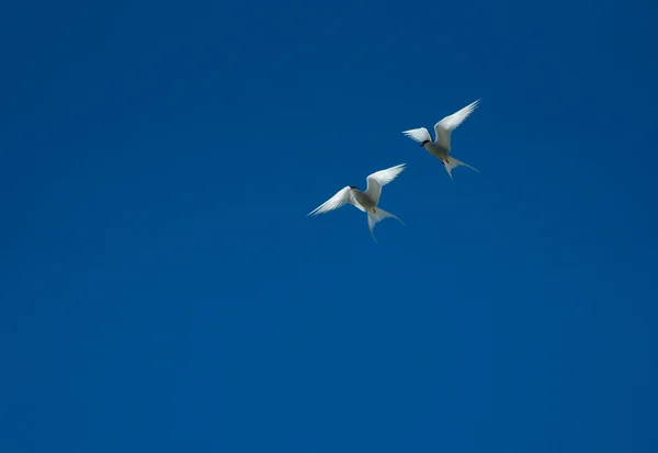 Die Küstenseeschwalbe - der Titelvogel der 18. Zugvogeltage